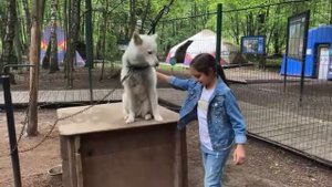 Хаски-парк??  Увлекательная экскурсия по Хаски-парку в Сокольниках