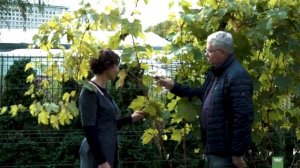 Обрезка винограда. Уход за садом