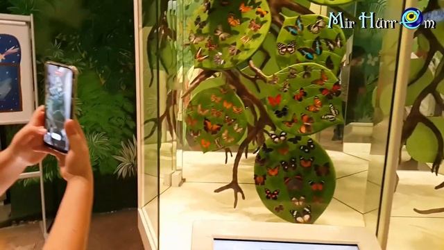 Хамам с красавицами и кракозябрами ? Турция, г. Конья, сад тропических бабочек