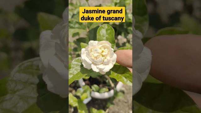 jasmine grand duke of tuscany, fragrant flower #YearofYou