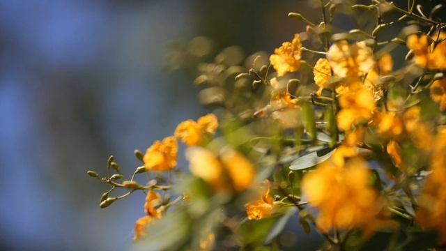 Panasonic GH6 C4K 120P with the Sigma 50-100 f1.8 AZ springtime смотреть онлайн