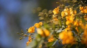 Panasonic GH6 C4K 120P with the Sigma 50-100 f1.8 AZ springtime