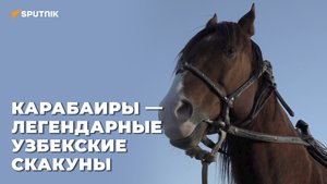 Смогут ли узбекские лошади-карабаиры участвовать в международных соревнованиях