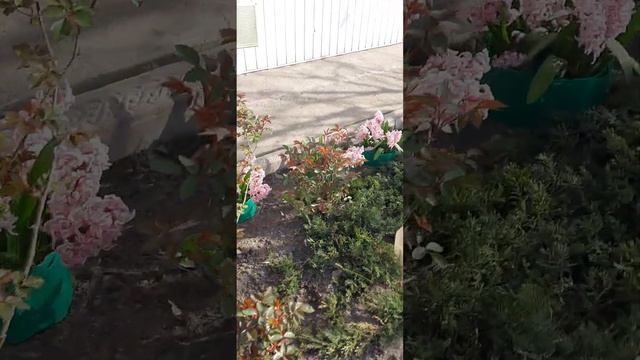 В саду появляются все новые и новые цветы смотреть онлайн