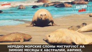 Южный Морской Слон - здоровяк с берегов Антарктиды, самое большое ластоногое животное в мире
