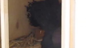 Статные голуби в Новосибирске .