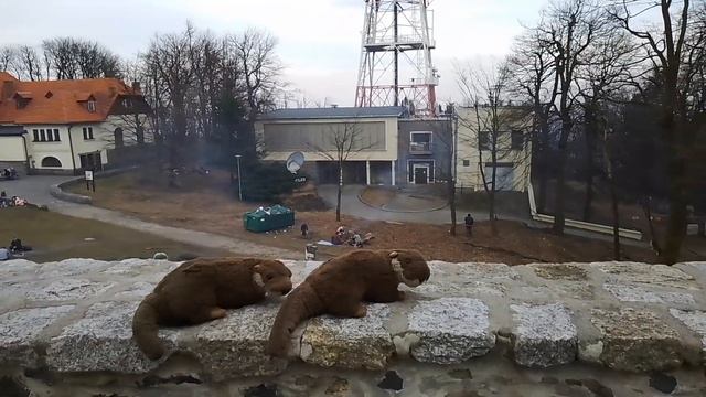 Cvetas Fischotterotter auf dem Zobten смотреть онлайн