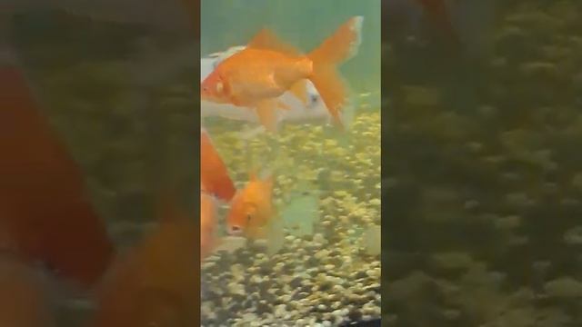 Shorts#Красивые.Золотая рыбка. смотреть онлайн