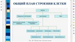 Биология: вводный курс. Общий план строения клетки. Часть 6.