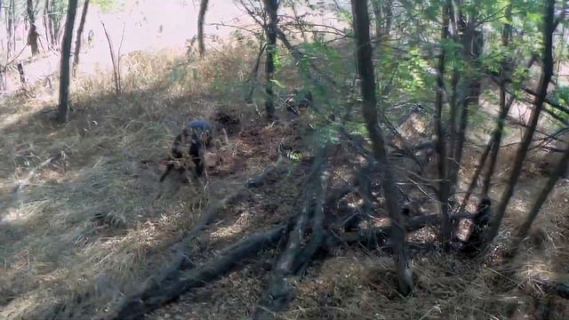 Охота на лису. Курцхаар Есси. Охота на лису с подхода смотреть онлайн