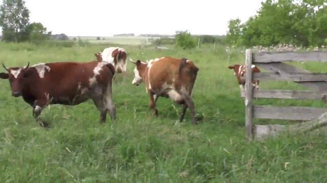 Коровы. смотреть онлайн