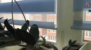 Пафиопедилум Нивеум (Paph. Niveum) - долгожданное цветение башмачка.