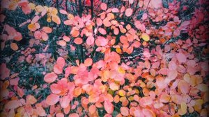 Осенний бал.Красивые стихи