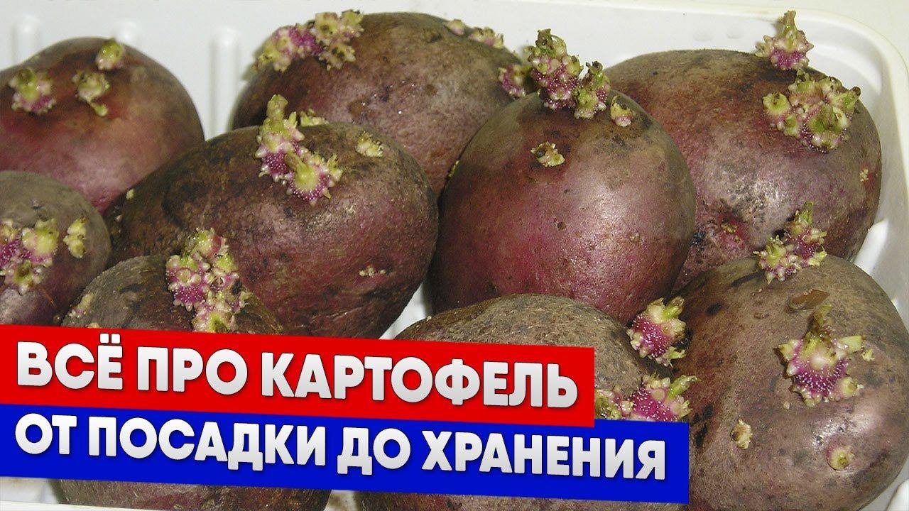 Всё про картофель - от посадки до хранения