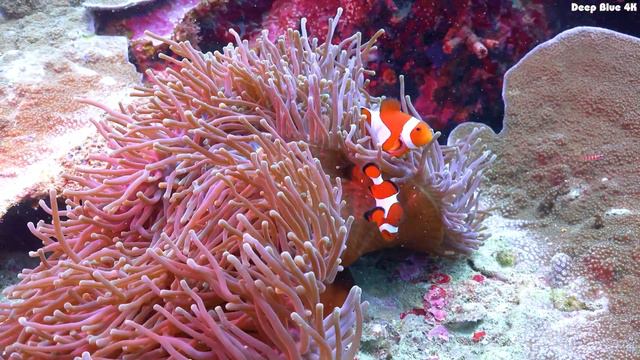 Aquatic Dreams 4K (ULTRA HD) 🐠 Exquisite Coral Reef Fish - Peaceful Sleep Meditation Melodies смотреть онлайн