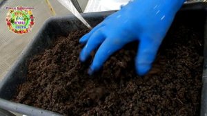 Случайный опыт - и лилии зацветут в апреле. Как посадить лилии весной в цветочных горшках