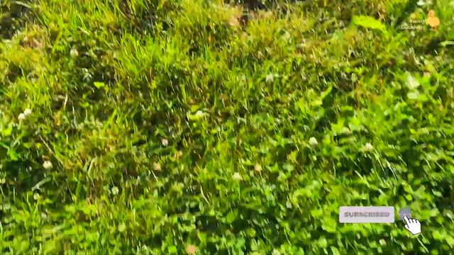 Funny ducklings and fishes in the pool with colorful balls смотреть онлайн