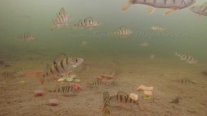 Зимняя прикормка ЦИКЛОПАМИ, дафниями, КОРЕТРАМИ и гаммарусами. Реакция рыбы. ПОДВОДНЫЕ СЪЕМКИ