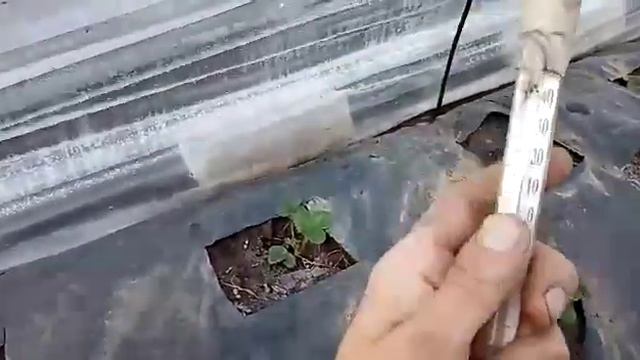 Обработка клубники после непогоды смотреть онлайн