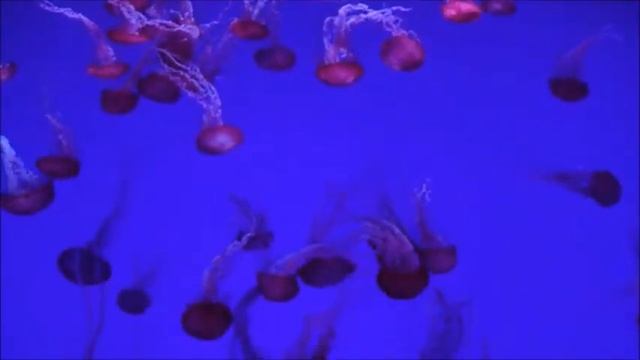Римский  Корсаков  Пляска золотых рыбок