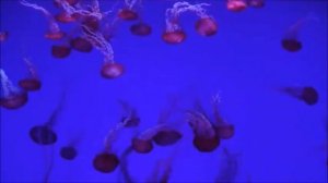 Римский  Корсаков  Пляска золотых рыбок