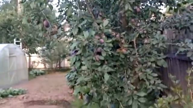 Свекла не выросла/ Обзор по огороду смотреть онлайн