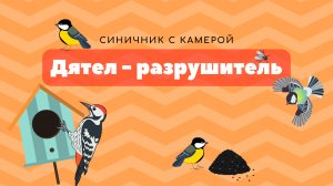 Синичник с камерой. Дятел - разрушитель.