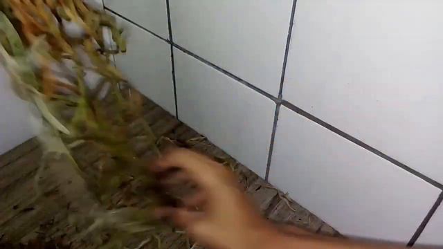 REPLANTE DE PHALAENOPSIS DO MERCADO! смотреть онлайн