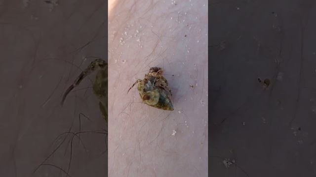 Морские обитатели. смотреть онлайн