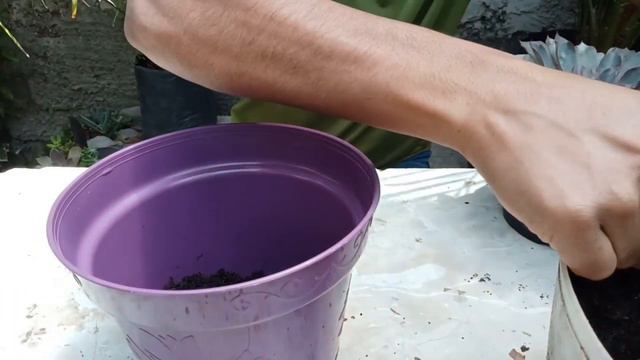 Echeveria Soto/ Cuidados y tips de cultivo. смотреть онлайн