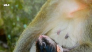 OMG! So loving newborn baby fall asleep in mom's hands very comfortable