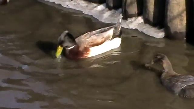ХАКИ КЕМПБЕЛЛ смотреть онлайн