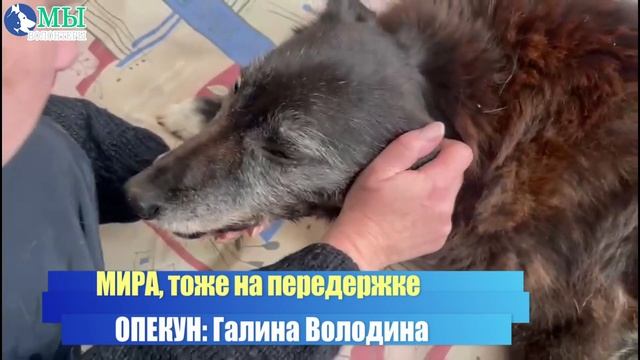 МИРА и ТАРЗАН, старички на передержке. Нужна финансовая помощь, ДРУЗЬЯ ?♂️?♂️❗