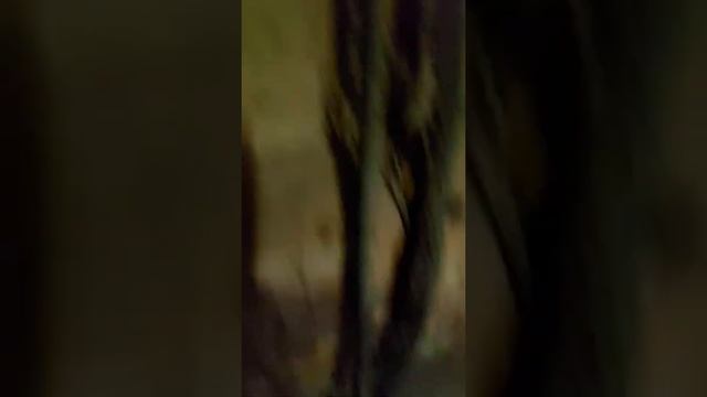 Привезли Джерси из Дании. Наши первые коровки. смотреть онлайн