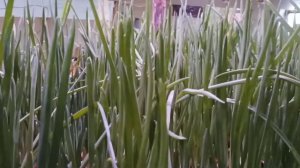 Лук на перо. Подсветка