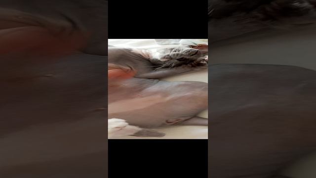 милая Буся