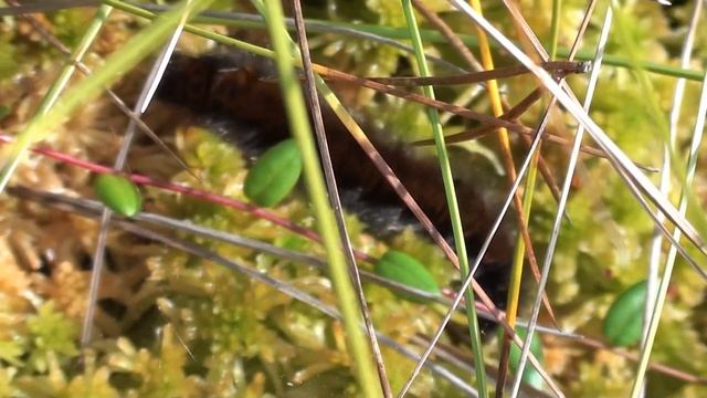 брусника смотреть онлайн