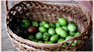 Что делать с помидорами, которые не успели дозреть