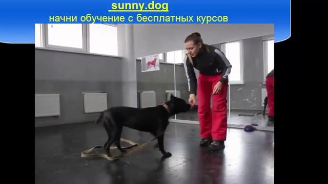 дрессировка на внимание щенка кане корсо