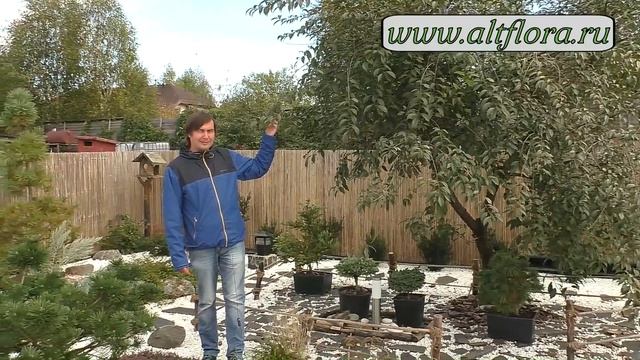 Японский сад в Подмосковье. Прогулка по саду в восточном стиле