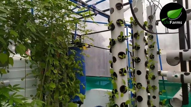 10 minute photo round up of our past 1 year in Aquaponics & Hydroponics farming | UVFarms, Chennai