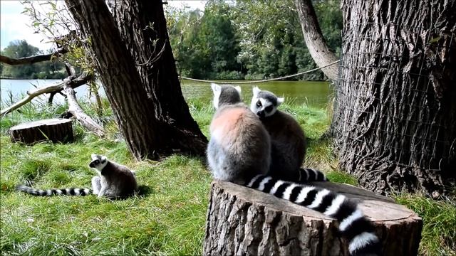 Zoo Poznań - lemury katta смотреть онлайн