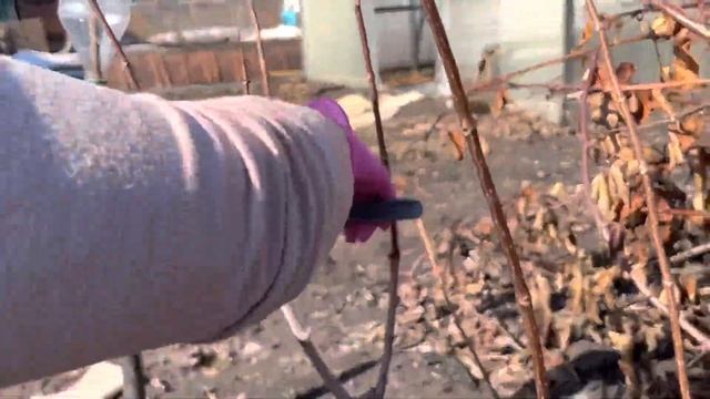 22.03.23 ✂️ Весенняя обрезка гортензии ФРАЙЗ МЕЛЬБА.