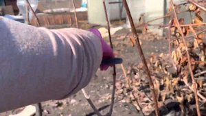 22.03.23 ✂️ Весенняя обрезка гортензии ФРАЙЗ МЕЛЬБА.