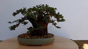 Cotoneaster Horizontalis Bonsai Hollow Trunk