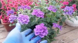 шикарная ампельная вербена 89086553950 Елена Иркутск