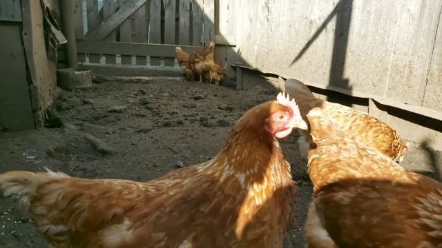 Вьетнамские свиньи. Куры, Хозяйство, Корона вирус смотреть онлайн