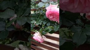 Обзор розы Пьер де Ронсар