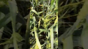 Пиренофороз озимой пшеницы