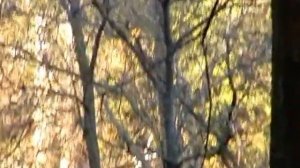 Листопад - в память об ушедших родных и близких